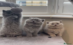 British Shorthair cats for stud: 👑🏆 CHAMPION BRED PROVEN  BLUE STUD 👑🏆  in Derby - Image 10