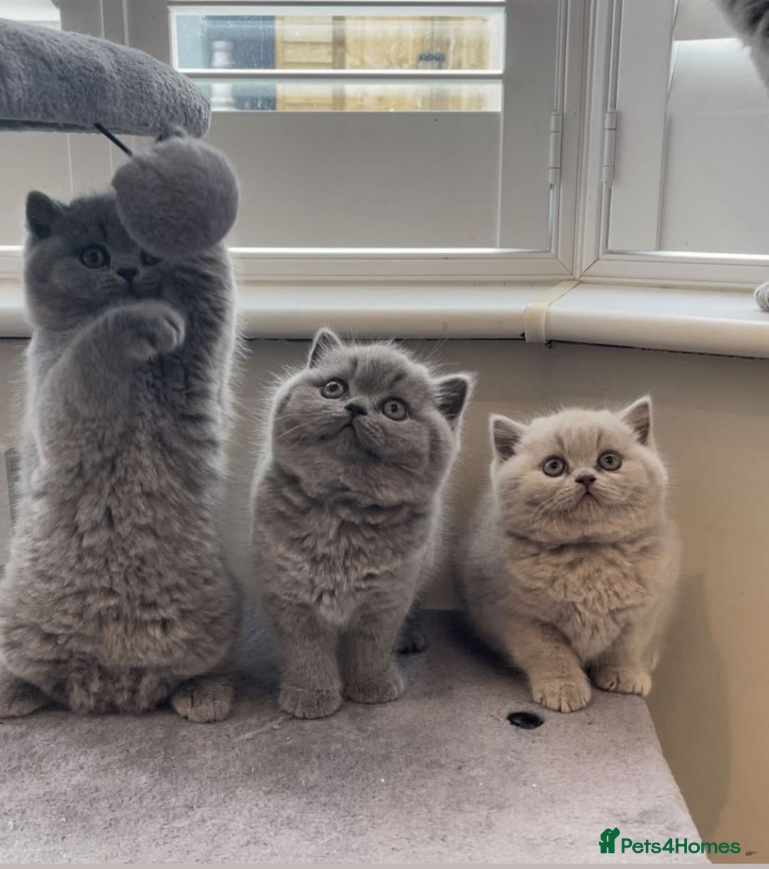 British Shorthair cats for stud: 👑🏆 CHAMPION BRED PROVEN  BLUE STUD 👑🏆  in Derby - Image 10