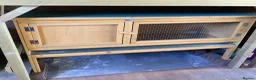 Netherland Dwarf rabbits for sale: Bunny with hutch - Advert 2