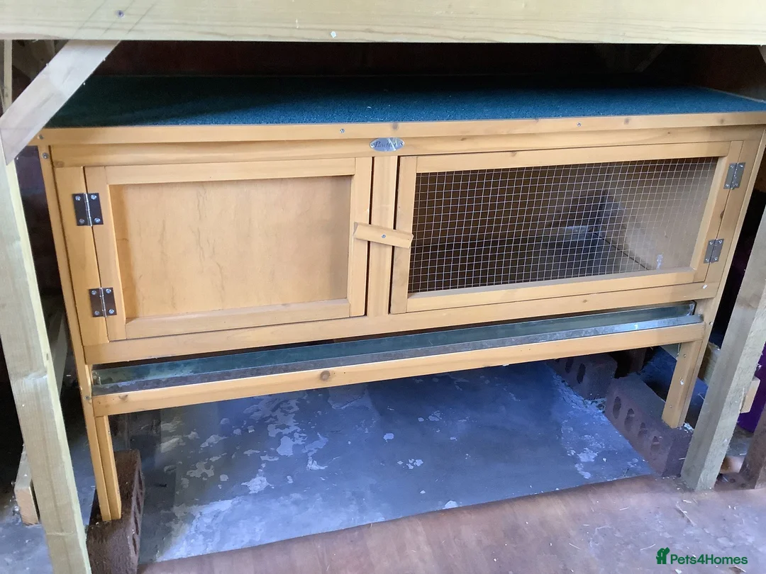 Netherland Dwarf rabbits for sale: Bunny with hutch - Advert 2