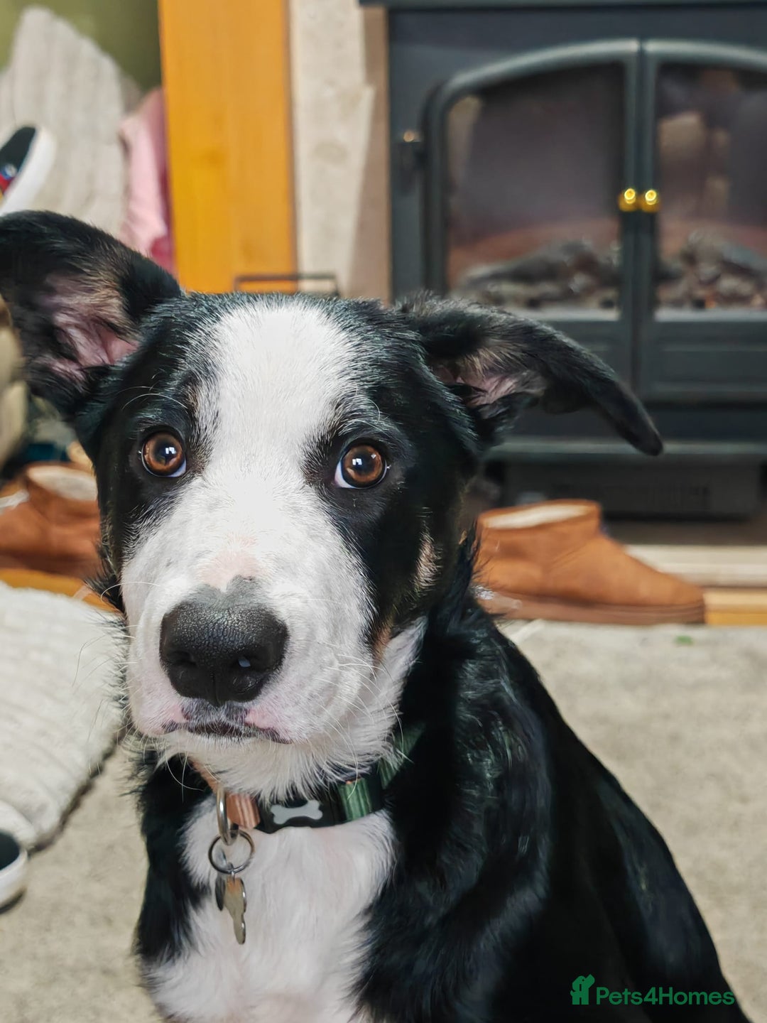 Border Collie dogs for sale: Border Collie Tri Colour - Advert 2