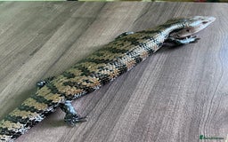 Skink reptiles for sale: Blue tongue skink for sale, vivarium included. - Image 3