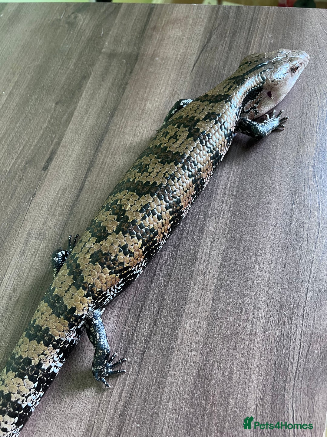 Skink reptiles for sale: Blue tongue skink for sale, vivarium included. - Image 3