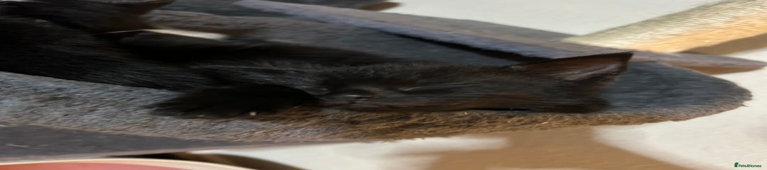 British Shorthair Kitten 2