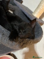 British Shorthair cats - Advert 2