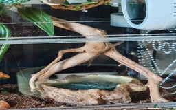 Spiders invertebrates for sale: 3 x female young adult jumping  spiders phidippus - Image 17