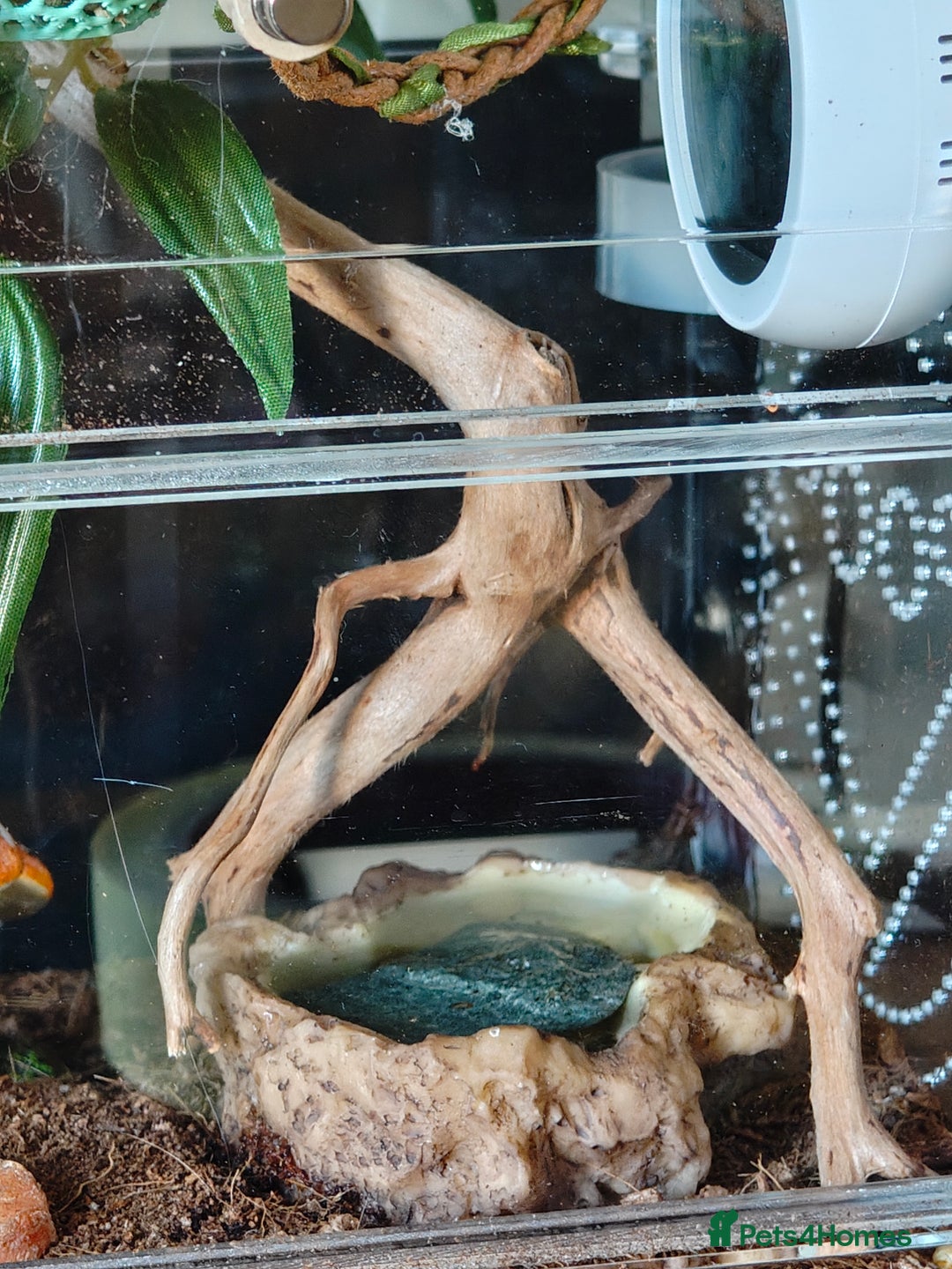 Spiders invertebrates for sale: 3 x female young adult jumping  spiders phidippus - Image 17