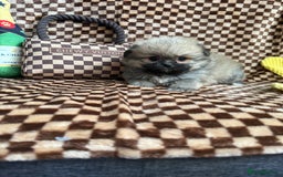 Mixed Breed dogs for sale: RARE  Shipom /pomshi Pomeranian and Shihtzu cross  - Image 21