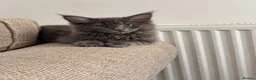 Maine Coon cats for sale: TICA REGISTERED Maine Coon Kittens - Advert 8