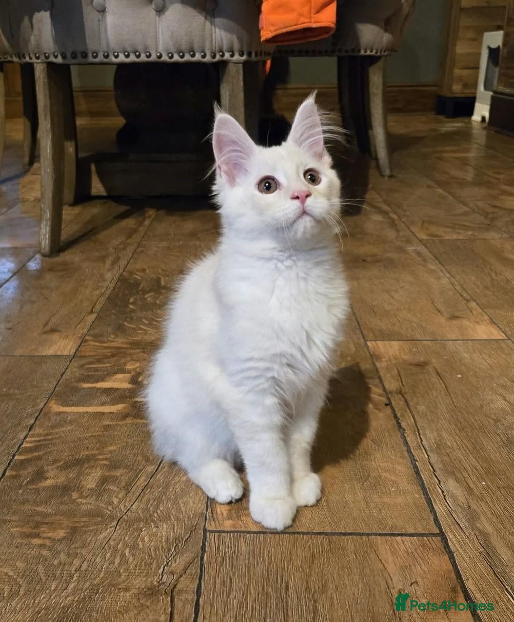 Maine Coon cats 3 Males available 1 Blue 1 Cream 1 Cream smoke  - Advert 2