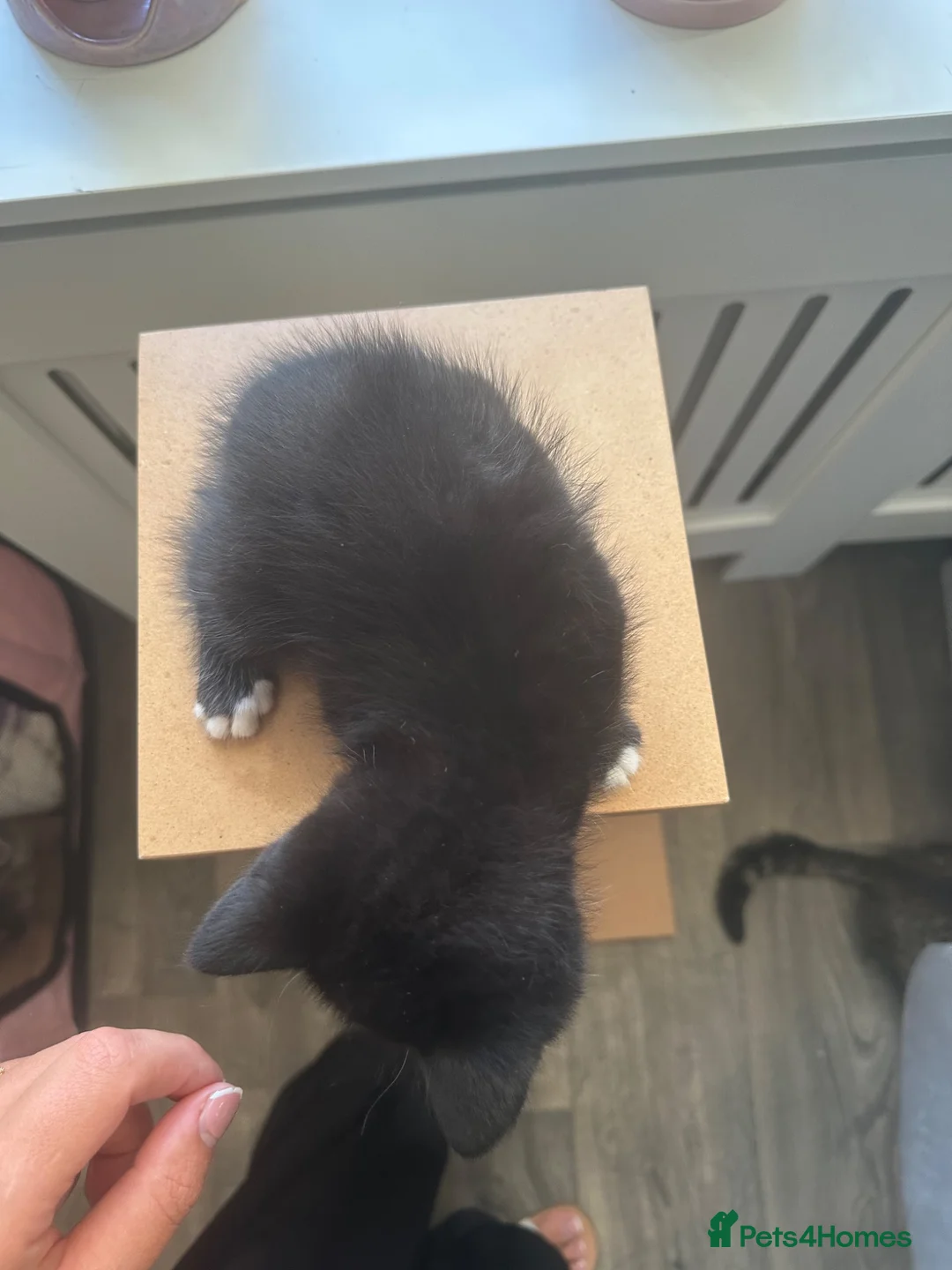 Mixed Breed cats for sale: Black and white kitten ready for its forever home - Advert 4