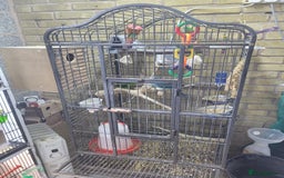 Parakeets birds for sale: Kakariki  - Image 3