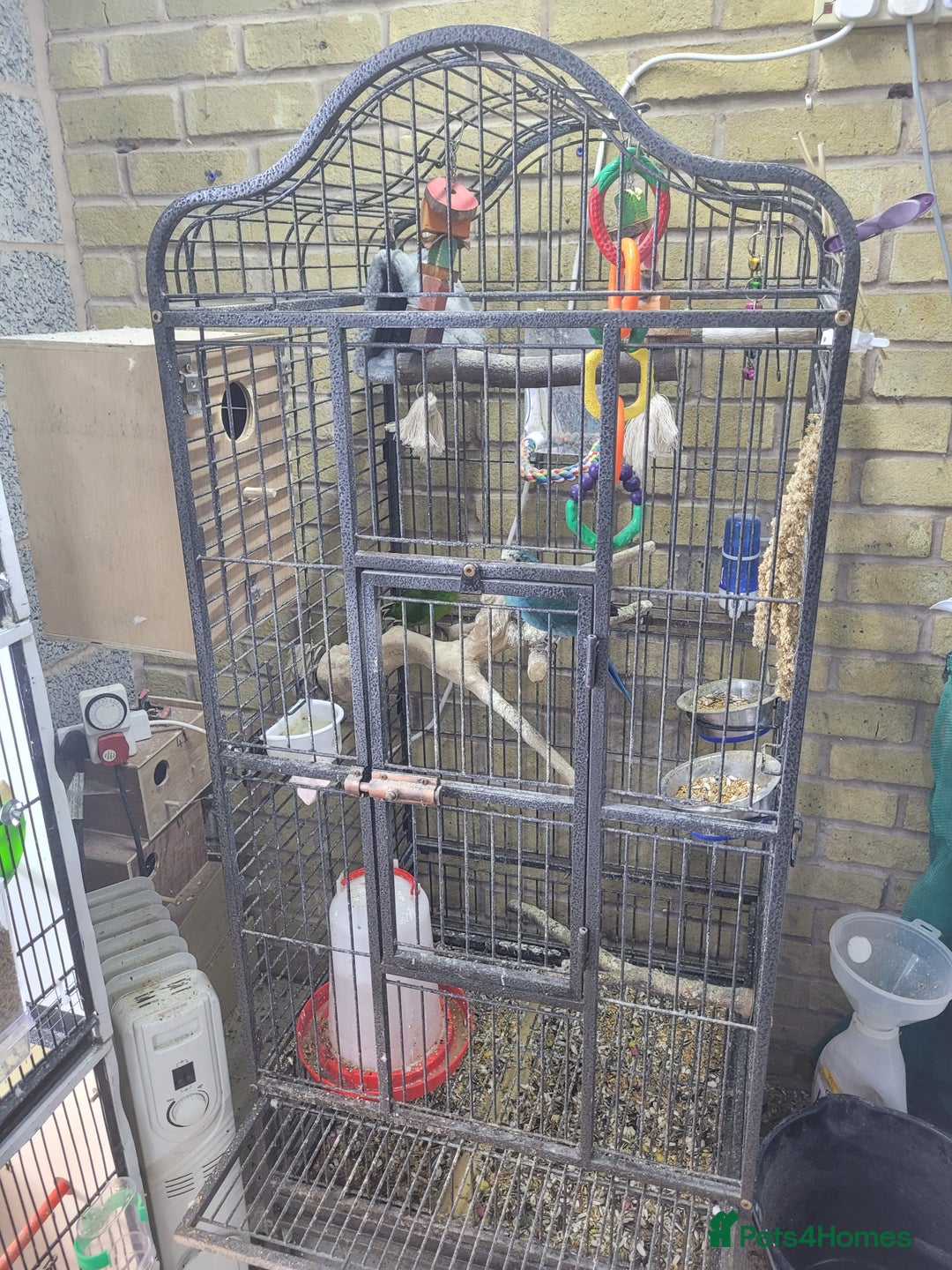 Parakeets birds for sale: Kakariki  - Image 3