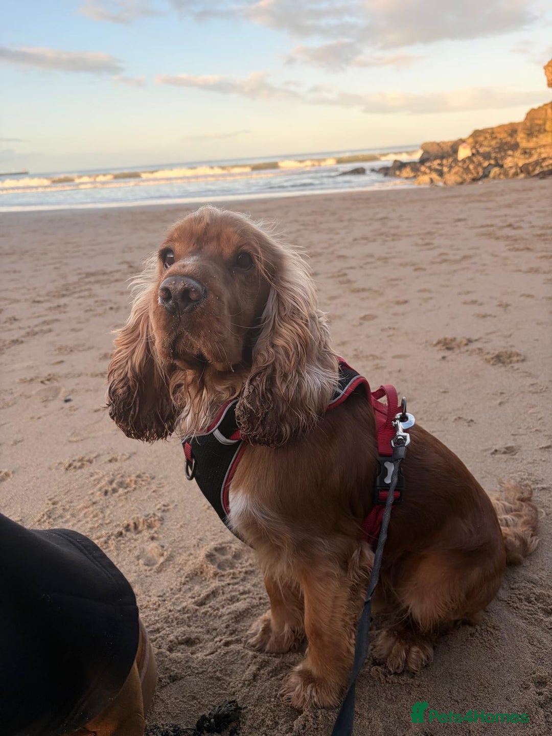Cocker Spaniel dogs for sale: (Almost) 2 Year Old Cocker Spaniel Boy 🩵 - Advert 2