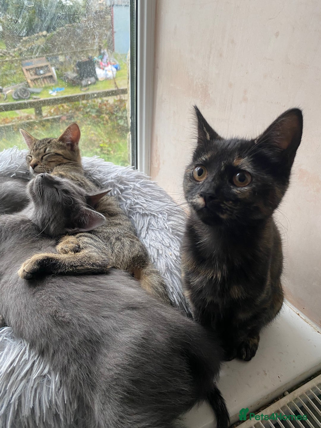Maine Coon cats for sale: Maine coon x bengal kittens  - Image 4