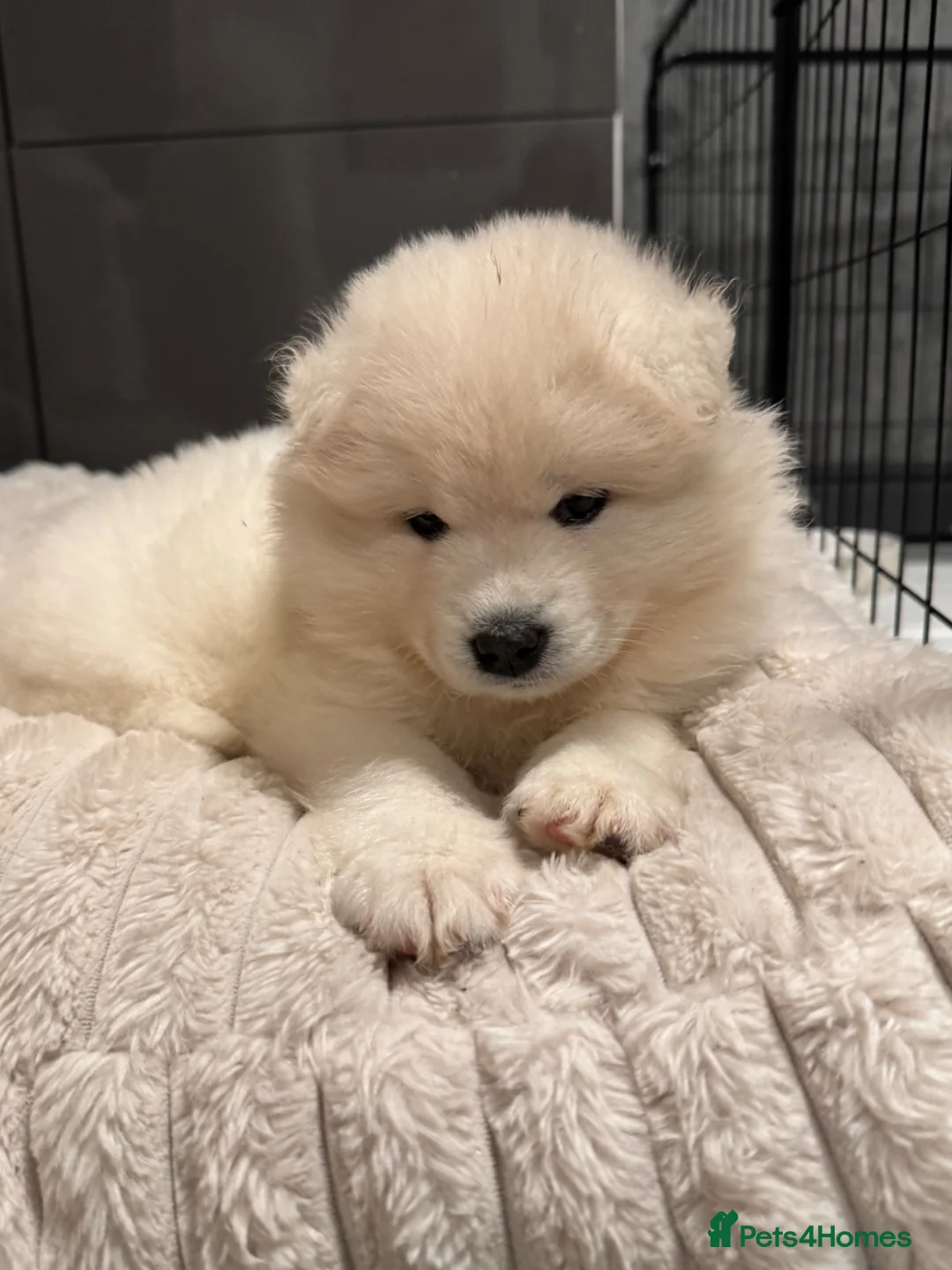 Samoyed dogs for sale: Stunning KC Samoyed female READY NOW - Advert 1
