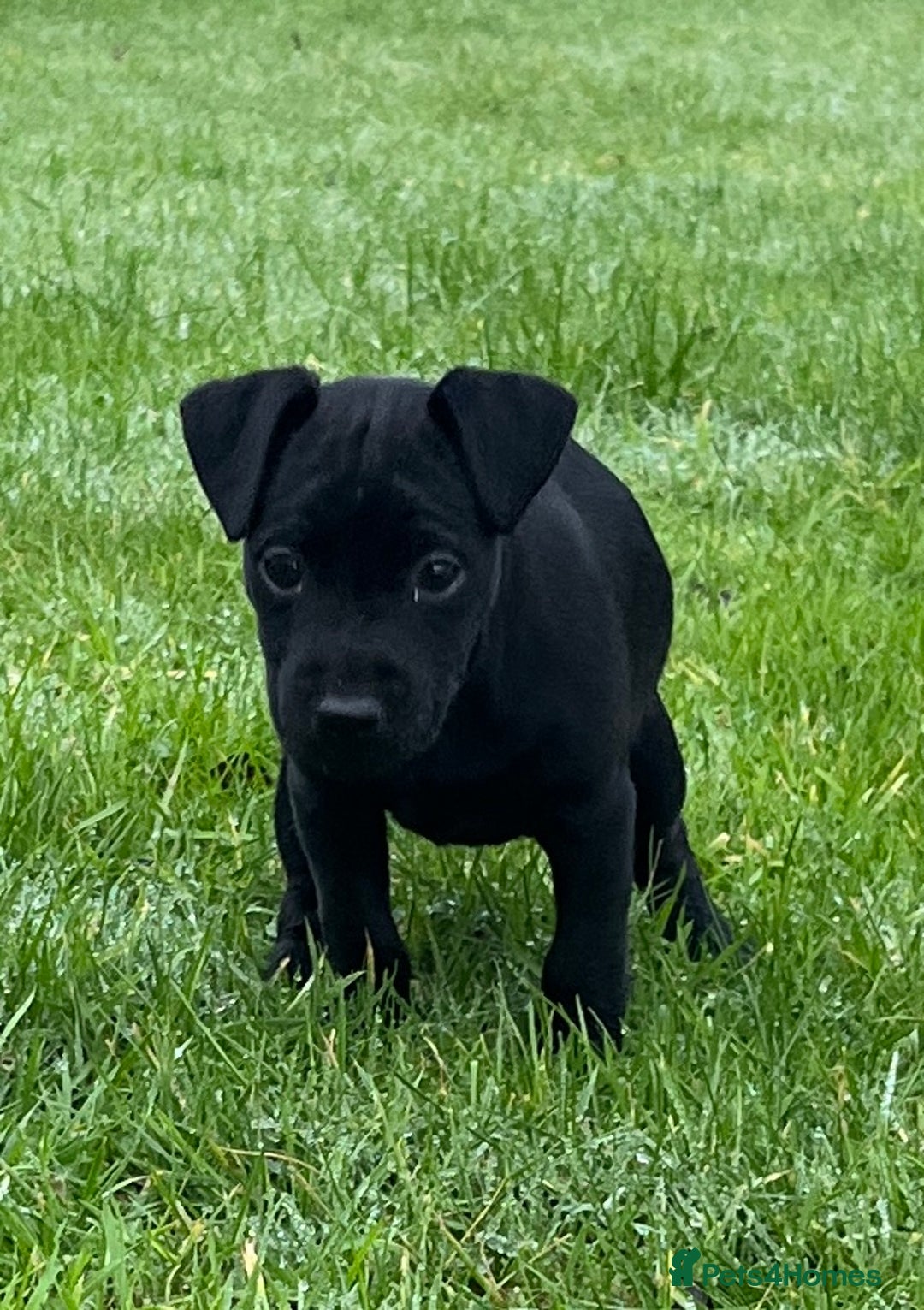Patterdale Terrier dogs for sale: Patterdale terrier puppies - Advert 3