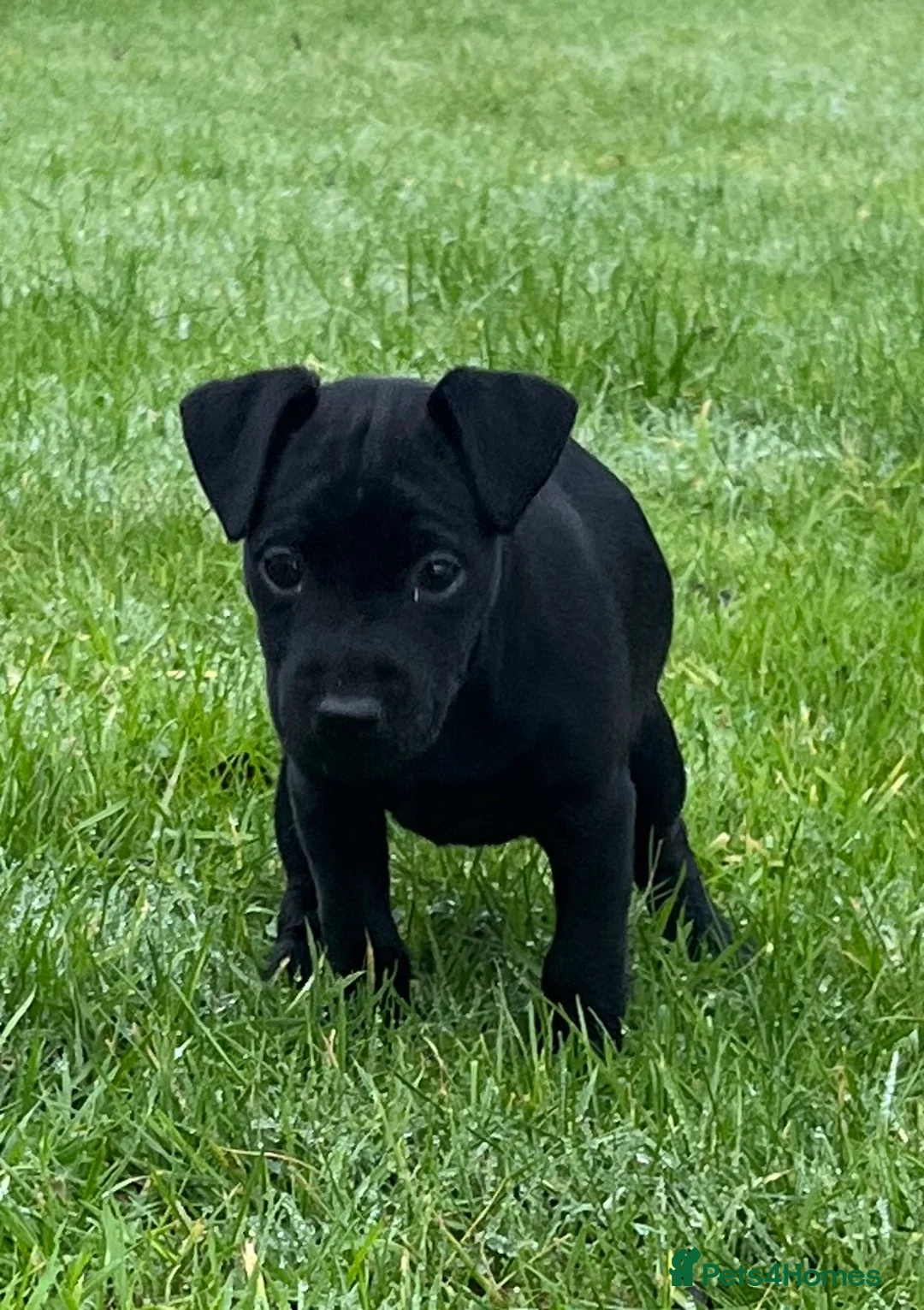 Patterdale Terrier dogs for sale: Patterdale terrier puppies - Advert 3
