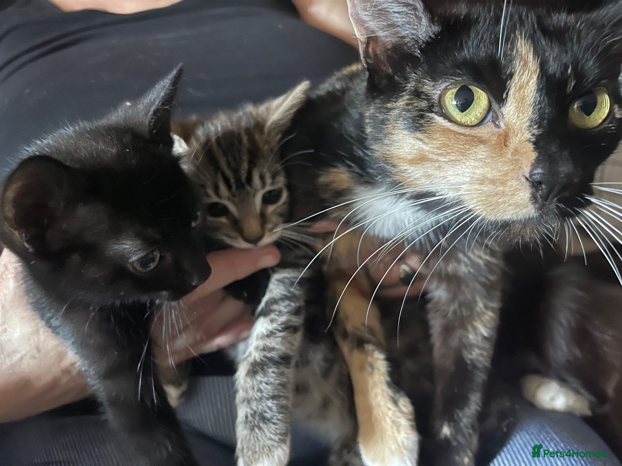 Mixed Breed cats 2x Female kittens ready for loving home - Advert 1