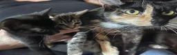 Mixed Breed cats for sale: 2x Female kittens ready for loving home - Advert 1