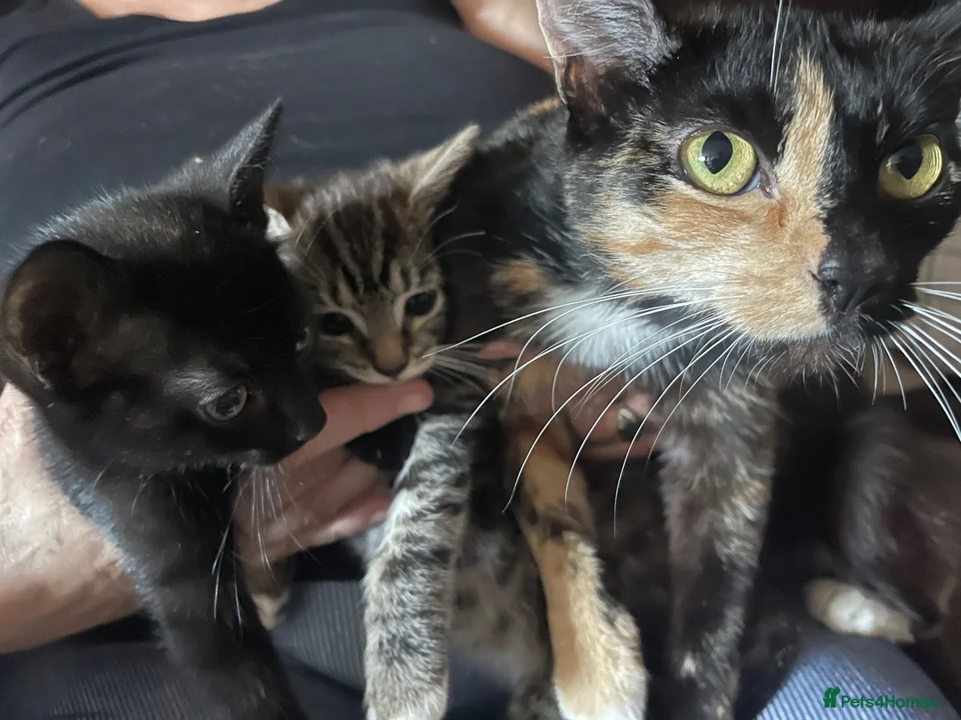 Mixed Breed cats for sale: 2x Female kittens ready for loving home - Advert 1