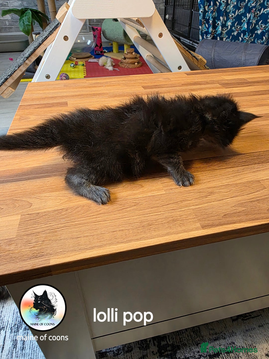 Maine Coon cats for sale: Maine coon kittens - Image 10