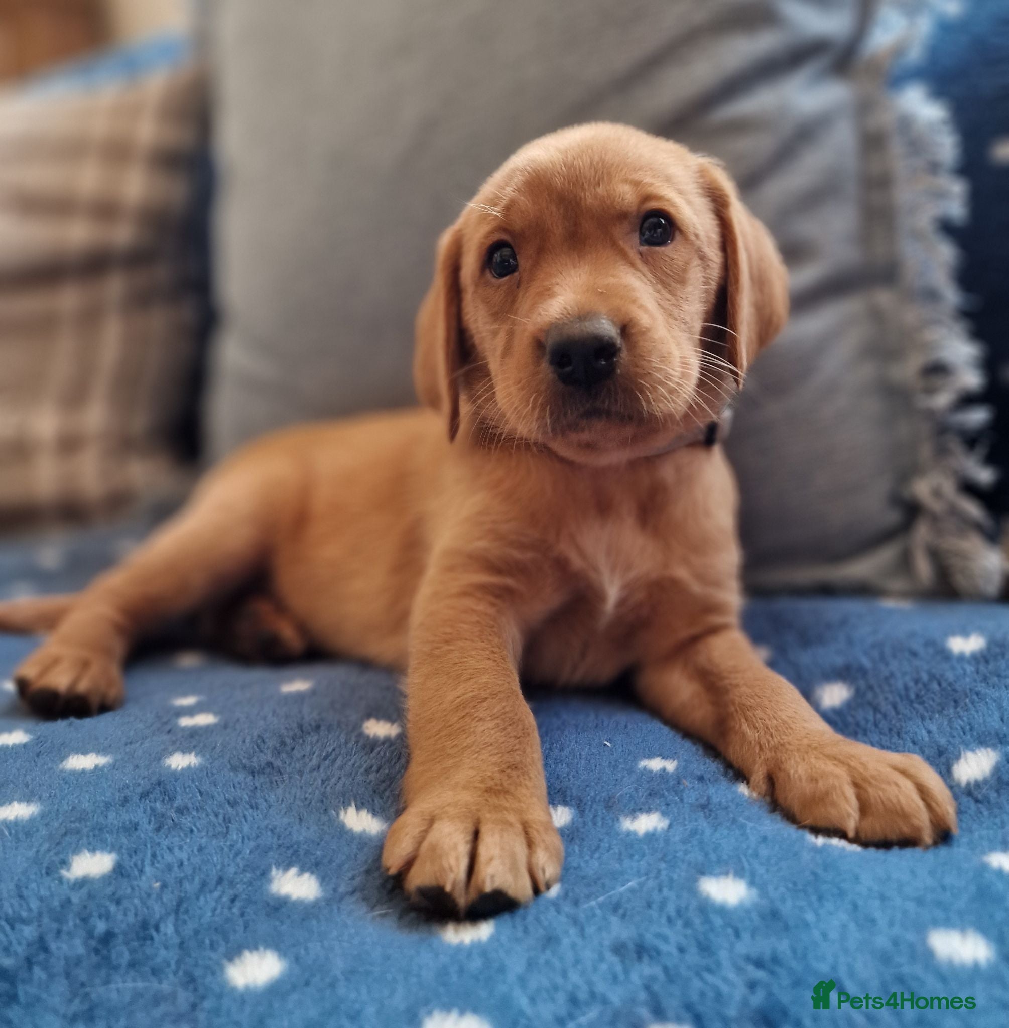 Springador dogs STUNNING FOX RED SPRINGADOR PUPPIES - Advert 4