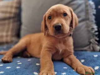 Springador dogs STUNNING FOX RED SPRINGADOR PUPPIES - Advert 4
