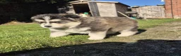 Pomsky dogs for sale: Beautiful F3 Pomsky Puppies - Advert 23