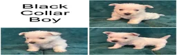 West Highland Terrier dogs for sale: 7 Wonderful Westie Pups - Advert 5