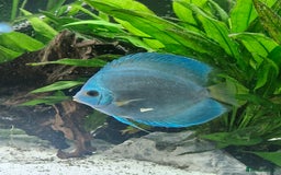 Discus fish for sale: Large discus fish  - Image 2