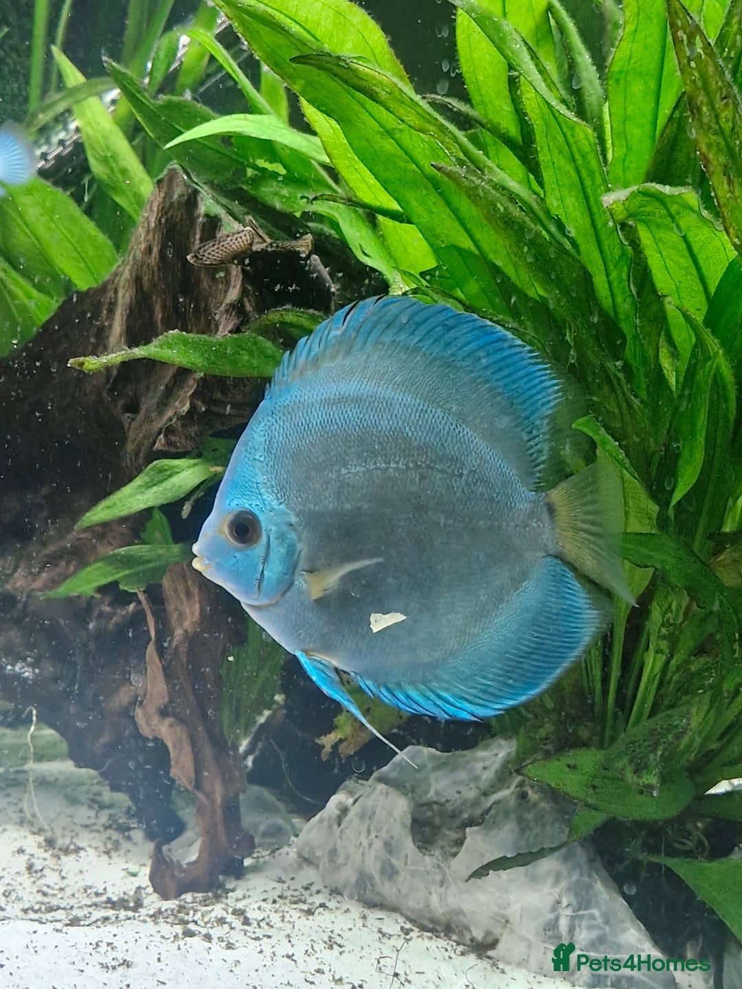 Discus fish for sale: Large discus fish  - Image 2