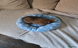 Guinea Pig rodents for sale: 3 Female Guinea Pigs  - Image 3