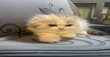 Scottish Fold cats - Advert 14
