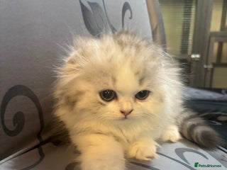 Scottish Fold cats - Advert 28