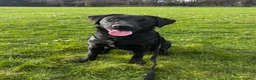 Labrador Retriever dogs for stud: Black Labrador Retriever for stud  in Leeds - Advert 3