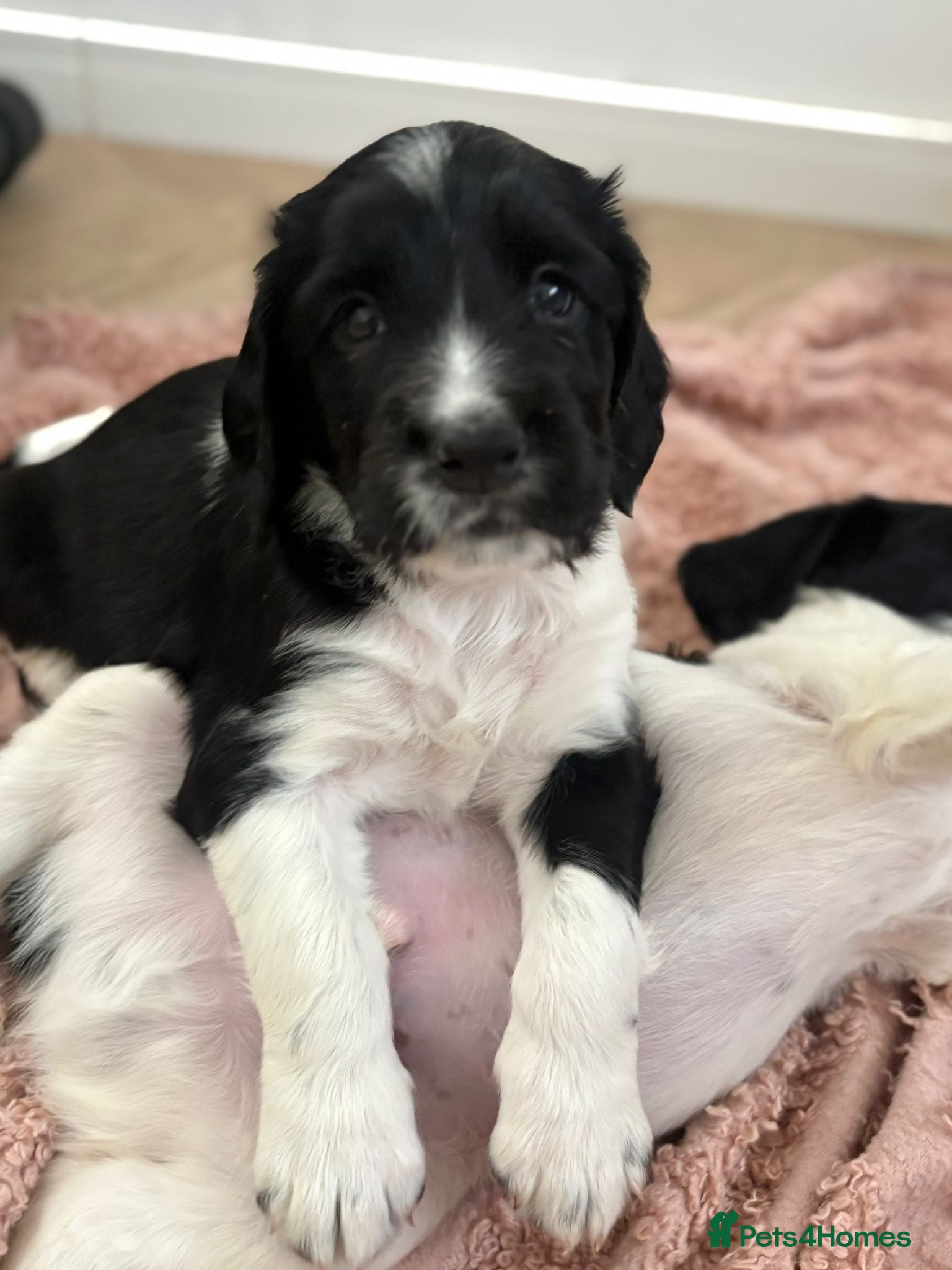 English Springer Spaniel dogs 4 weeks old🐶❤️AdorableSpringerSpanielPuppie 🐶❤️  - Advert 2