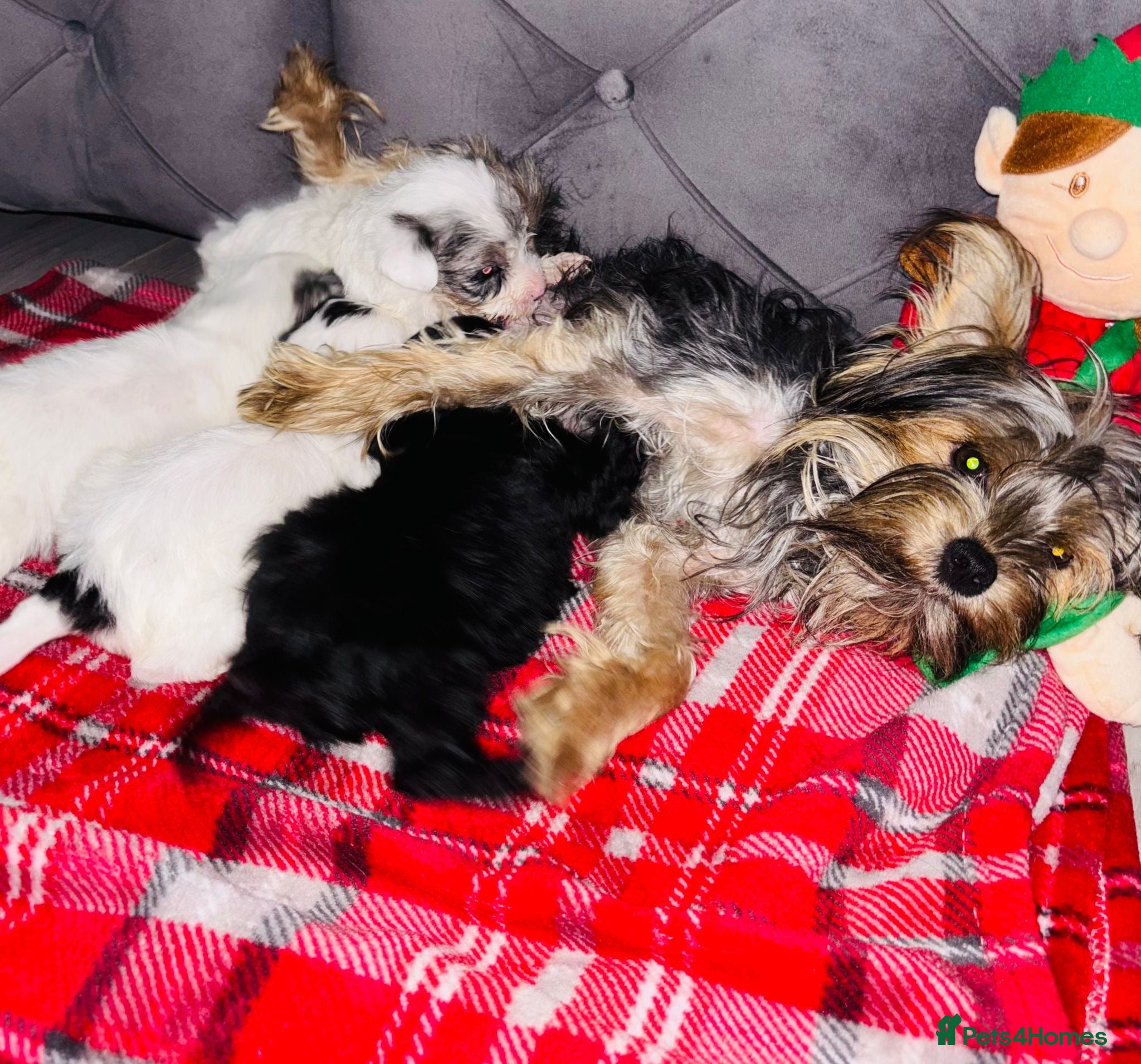 Yorkshire Terrier dogs Yorkshire terriers - Advert 4