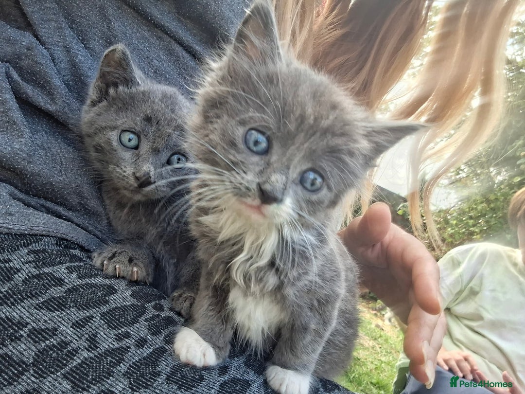 Mixed Breed cats for sale: La Perm X Kittens. - Image 2