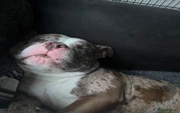 American Bully dogs for sale: 2 year old chocolate merl American pocket bully - Image 6