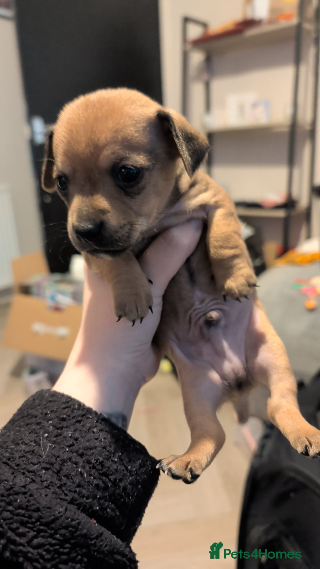 Dachshund dogs for sale: 2 puppies left  - Advert 5