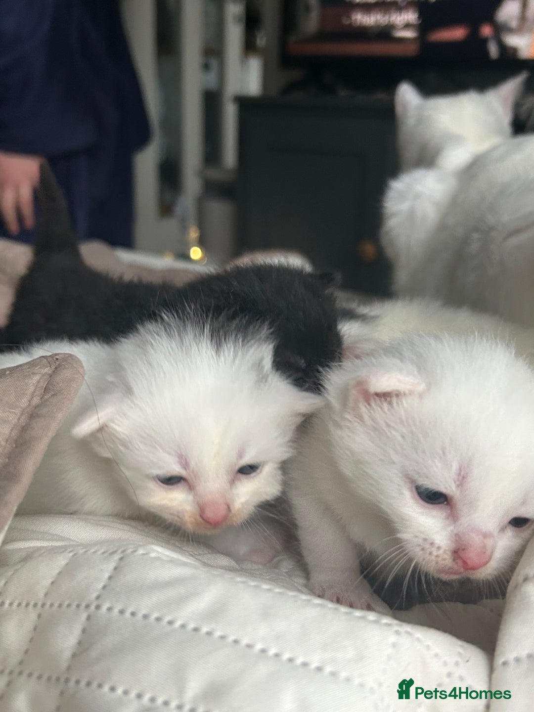 Ragdoll cats for sale: RAGDOLL X RUSSIAN WHITE kittens  - Advert 4