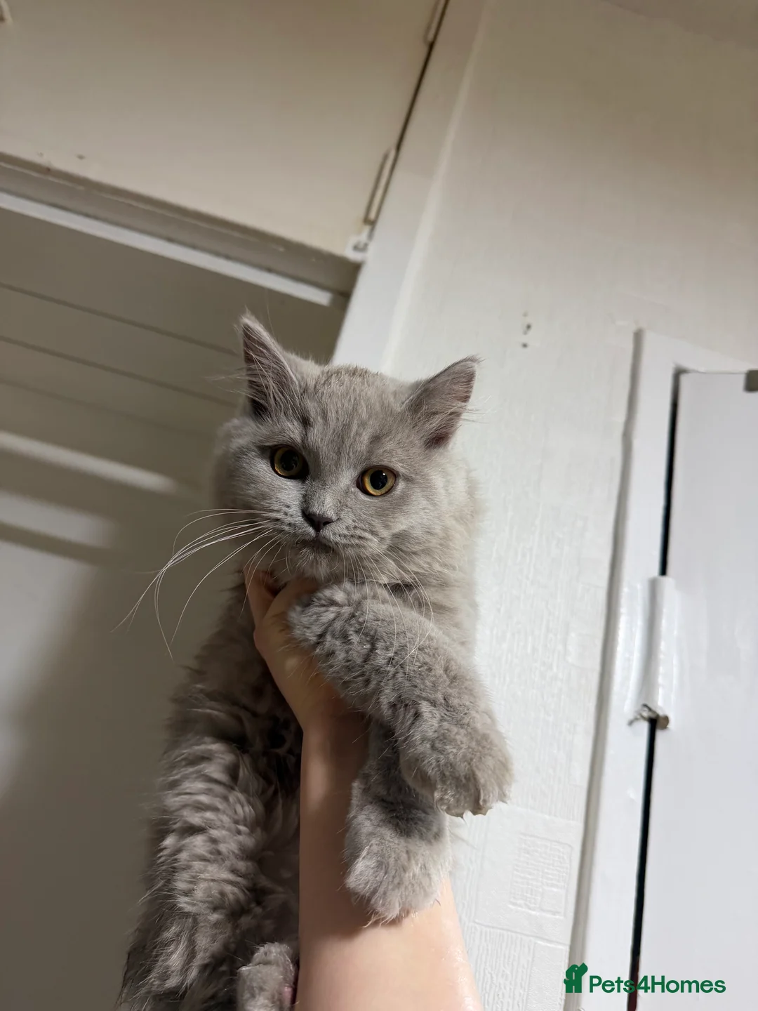 British Shorthair cats for sale: British short hair boys - Advert 3