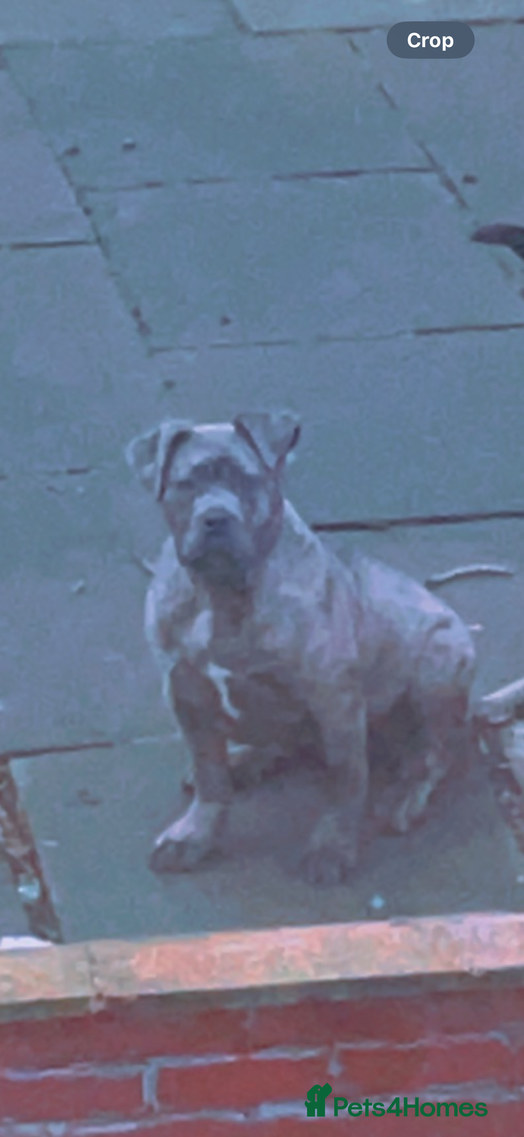 Presa Canario dogs for sale: Beautiful female ready to breed  - Image 4