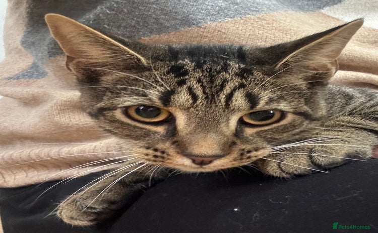 Mixed Breed cats - Advert 14