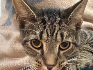 Mixed Breed cats - Advert 27