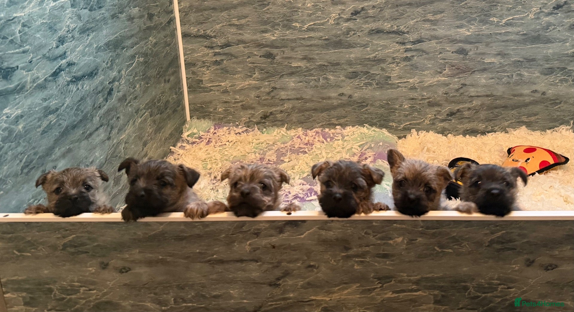 Cairn Terrier dogs Beautiful cairn terrier puppies  - Advert 3
