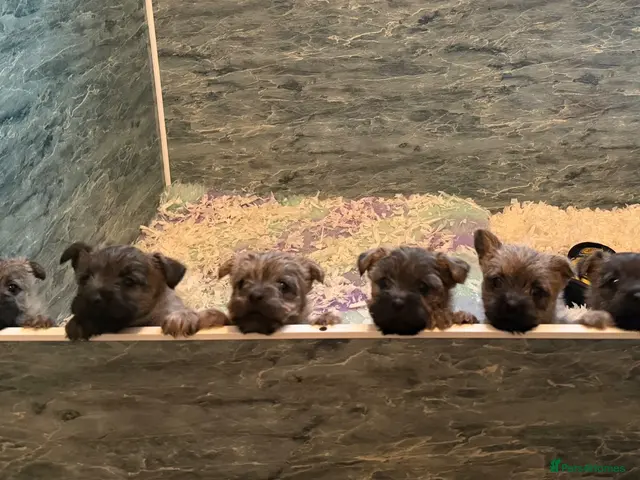 Cairn Terrier dogs Beautiful cairn terrier puppies - Advert 6