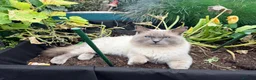 Scottish Fold cats for sale: Scottish Fold X Lilac Ragdoll twins ❤️  - Advert 6