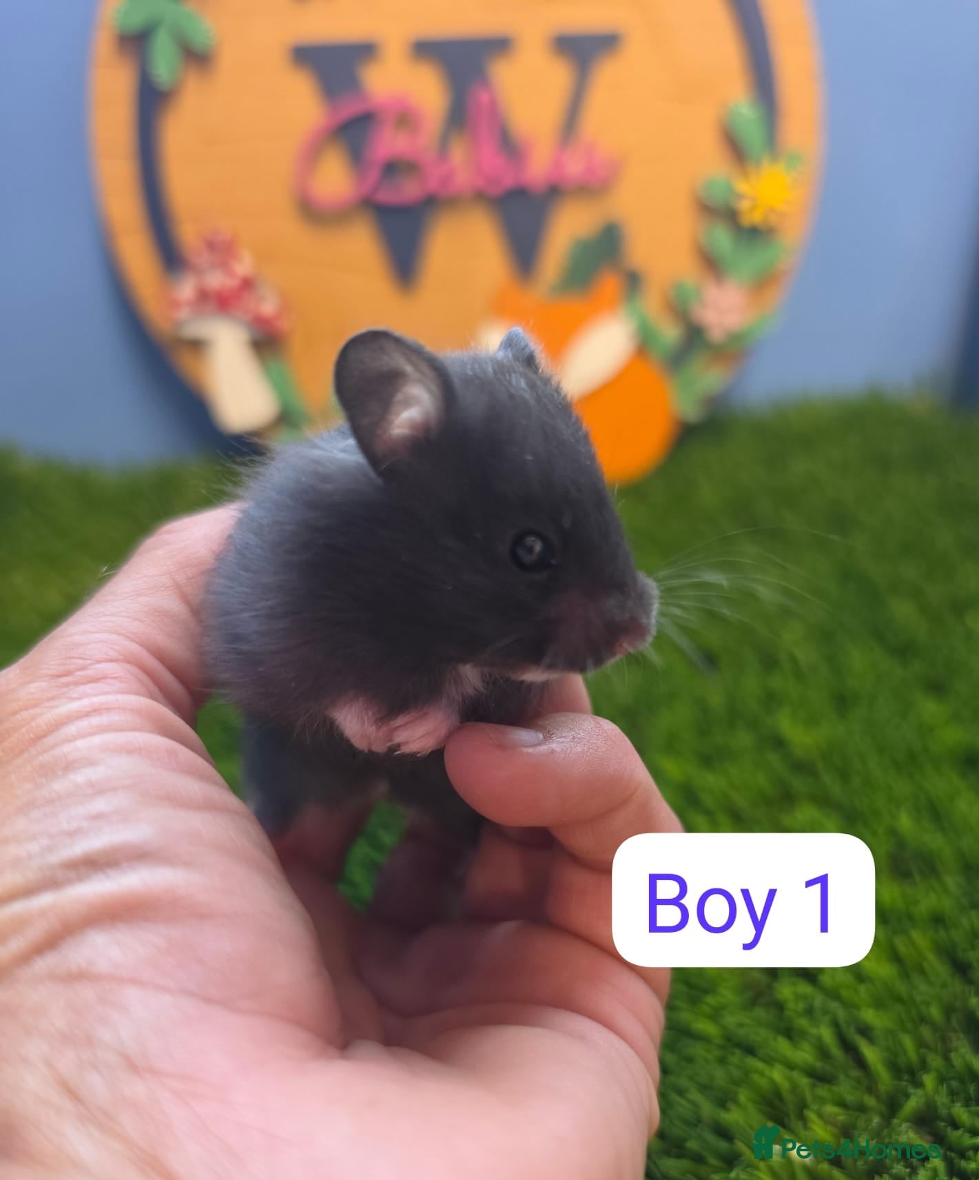 Hamster rodents Baby Syrian Hamsters Boys Girls Pedigree - Advert 2